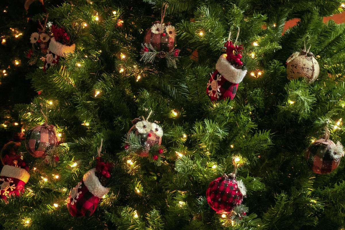 ornament  plant